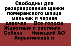 Свободны для резервирования щенки померанского шпица мальчик и черная девочка  - Все города Животные и растения » Собаки   . Ненецкий АО,Харьягинский п.